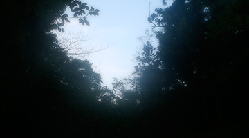 鳥の声