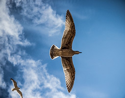 鳥の声
